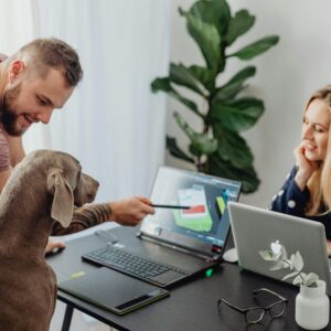 Help us Adopt a New Company Dog (or three)